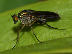 Poecilobothrus nobilitatus