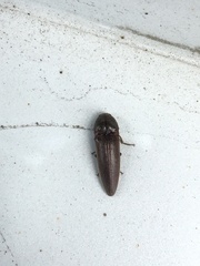 Elateroidea