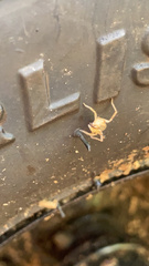 Araneae