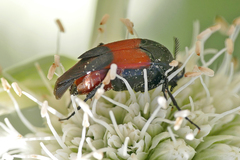 Macrosiagon cruenta