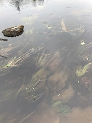 Schoenoplectus subterminalis