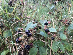 Rubus bifrons