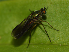 Poecilobothrus nobilitatus
