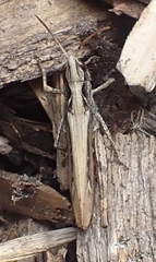 Chorthippus apricarius