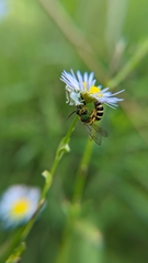 Agapostemon