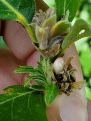 Andricus quercusfrondosus