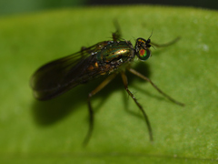 Poecilobothrus nobilitatus