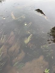 Schoenoplectus subterminalis