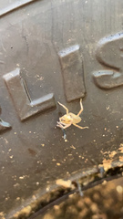 Araneae