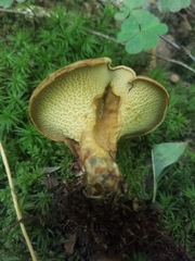 Boletinellus merulioides