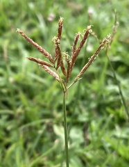 Cyperus esculentus