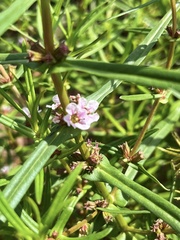 Ammannia robusta