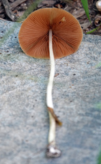 Conocybe