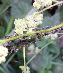Aphis