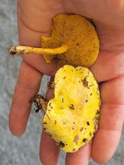 Suillus americanus