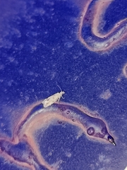 Tineinae