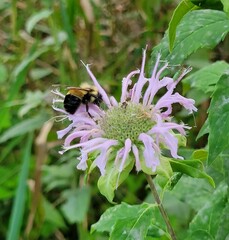 Bombus affinis