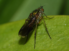 Poecilobothrus nobilitatus