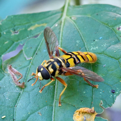 Milesia virginiensis