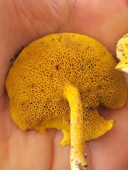 Suillus americanus
