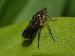 Poecilobothrus nobilitatus