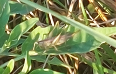 Conocephalini