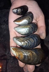 Mytilus edulis