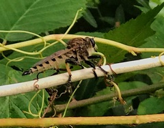 Promachus rufipes