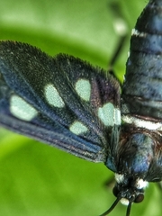 Amata stellaris