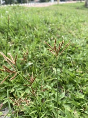 Cyperus esculentus