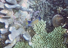 Pygoplites diacanthus
