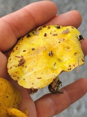 Suillus americanus