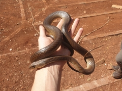 Psammophis mossambicus