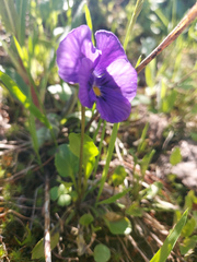 Viola altaica