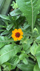 Coreopsis basalis