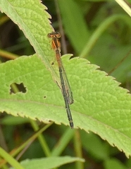 Ischnura