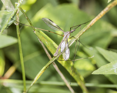 Tipula paludosa