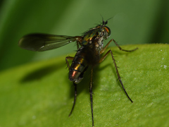 Poecilobothrus nobilitatus