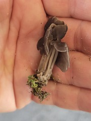 Helvella lacunosa