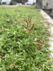 Cyperus esculentus