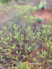 Stenaria nigricans