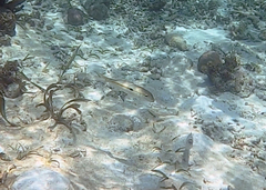 Mulloidichthys flavolineatus