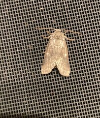 Pseudorthodes vecors