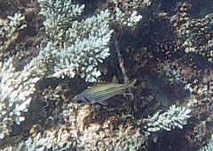 Neoniphon sammara