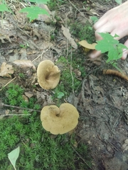 Boletinellus merulioides