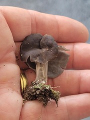 Helvella lacunosa