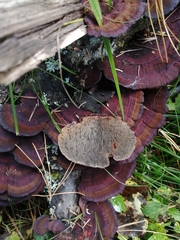 Daedaleopsis tricolor