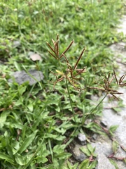 Cyperus esculentus