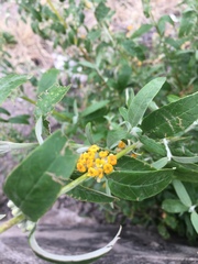 Buddleja tucumanensis