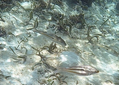 Mulloidichthys flavolineatus